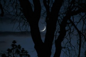 crecent moon through trees