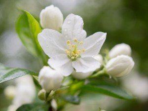 spring flowers remind us of new life