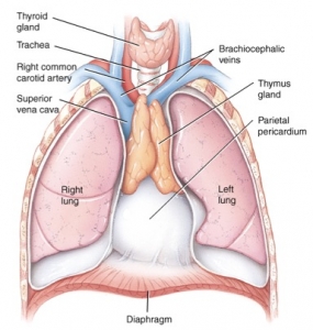 tumors on the thymus could mean lymphoma or thymoma