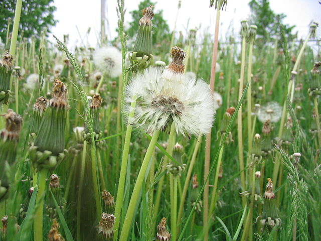 weeds